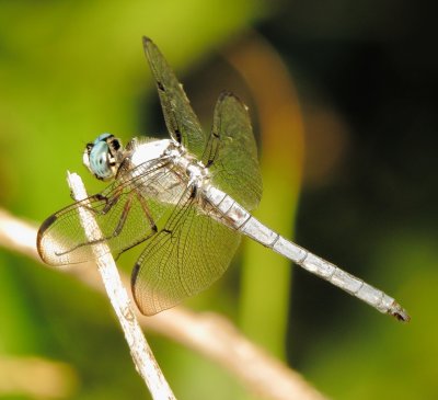Great Blue Skimmer