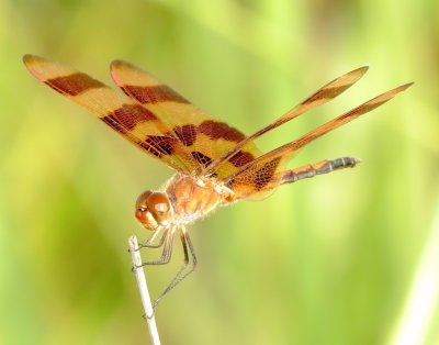 Halloween Pennant