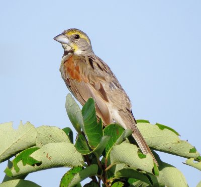 Dickcissel