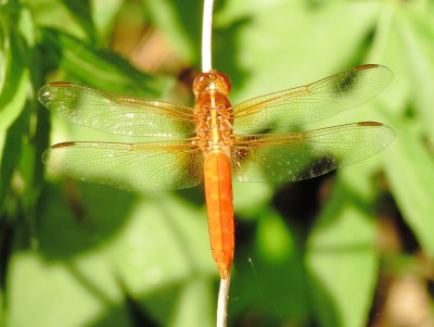 Neon Skimmer