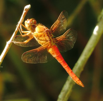 Neon Skimmer