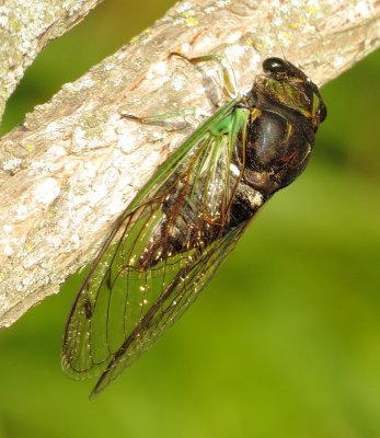 Swamp Cicada