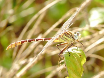 Flag-Tailed Spinyleg