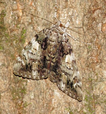 Genus Catocala