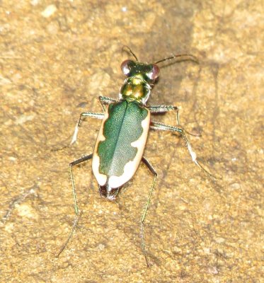 Cream-Edged Tiger Beetle