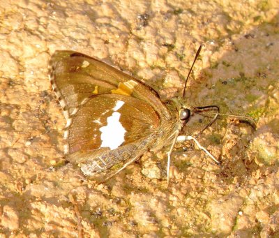 Silver-Spotted Skipper