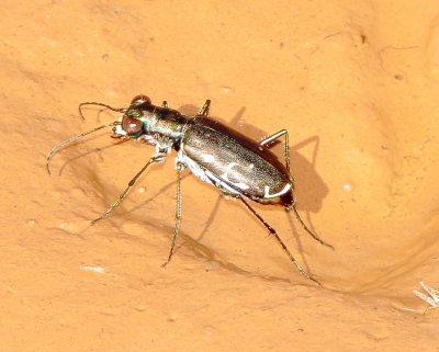 Punctured Tiger Beetle