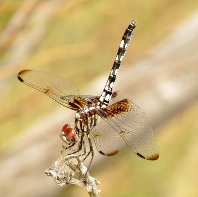 Checkered Setwing