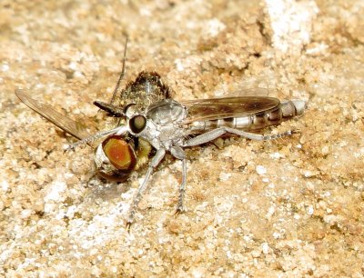 Three-Banded Robber Fly
