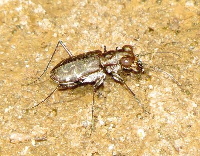 Three-Lined Tiger Beetle