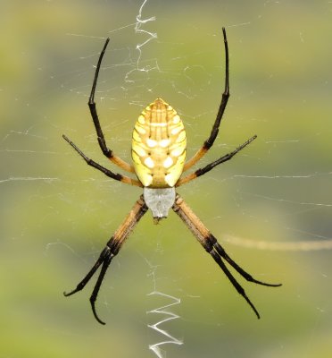 Yellow Garden Spider