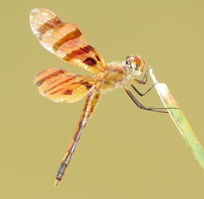 Halloween Pennant