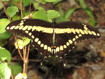 Eastern Giant Swallowtail