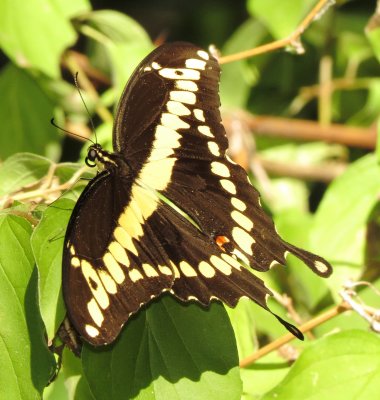 Eastern Giant Swallowtail