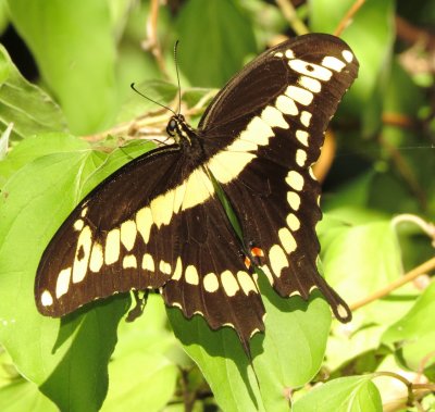 Eastern Giant Swallowtail