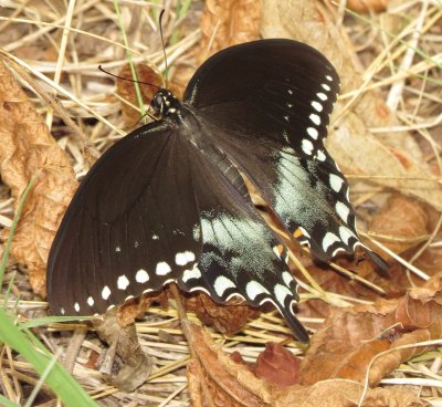 Spicebush Swallowtail