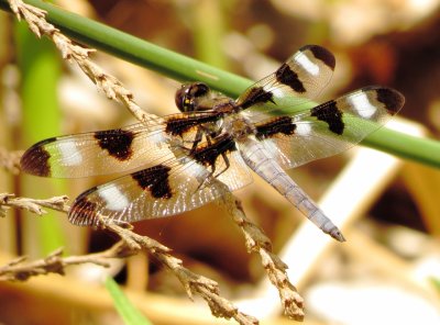 Twelve-Spotted Skimmer