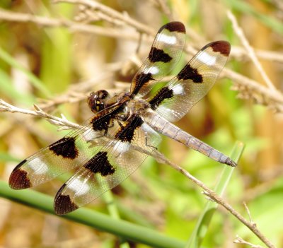 Twelve-Spotted Skimmer