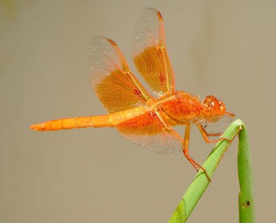 Flame Skimmer