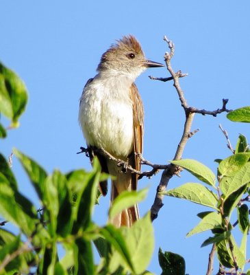 Ash-Throated Flycatcher