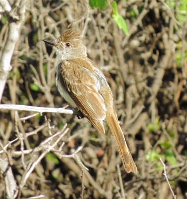 Ash-Throated Flycatcher