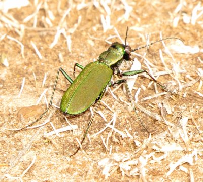 Large Grassland Tiger Beetle