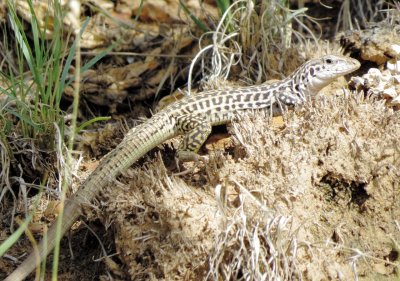 Common Checkered Whiptail