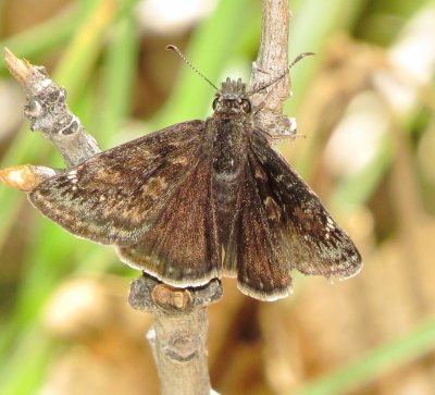 Duskywing Skipper Species