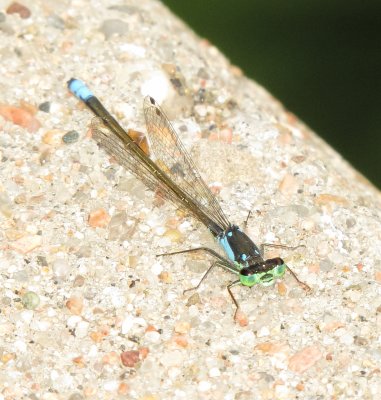 Plains Forktail