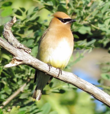 Cedar Waxwing