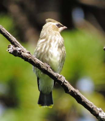 Cedar Waxwing