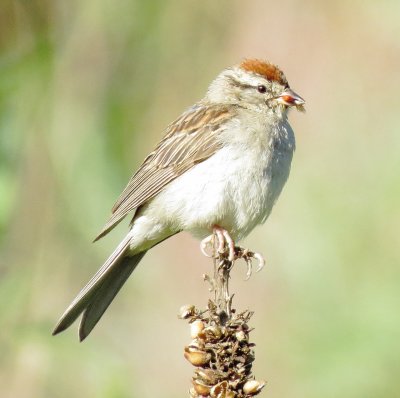 Chipping Sparrow