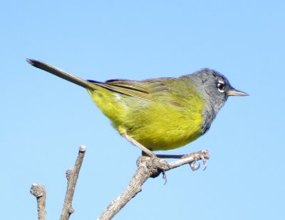 Macgillivray's Warbler