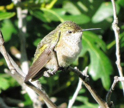 Calliope Hummingbird