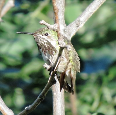 Calliope Hummingbird