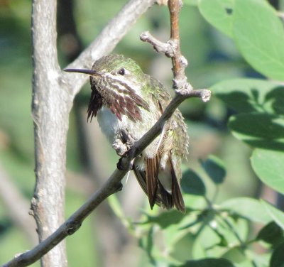 Calliope Hummingbird