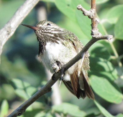 Calliope Hummingbird