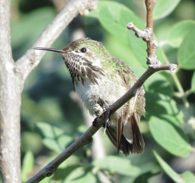 Calliope Hummingbird