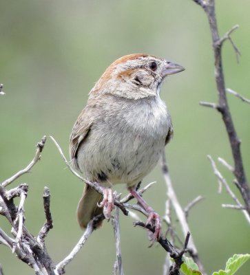 Rufous-Crowned Sparrow