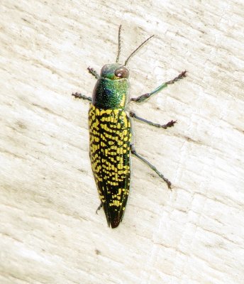 Yellow-Spotted Jewel Beetle