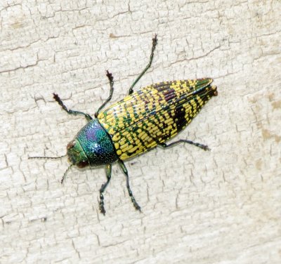 Yellow-Spotted Jewel Beetle