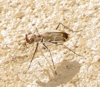 Thin-Lined Tiger Beetle