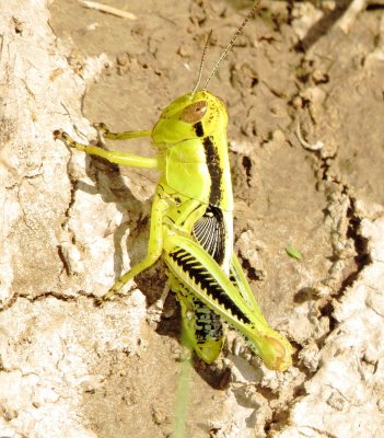 Spur-Throated Grasshopper Species