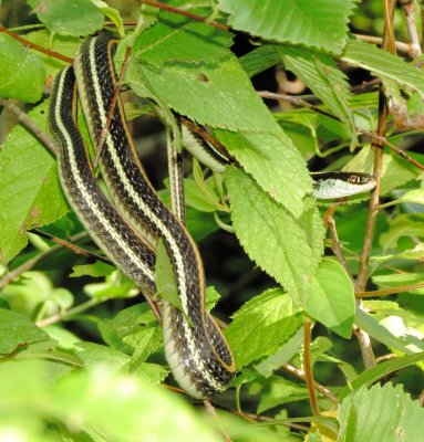 Western Ribbon Snake