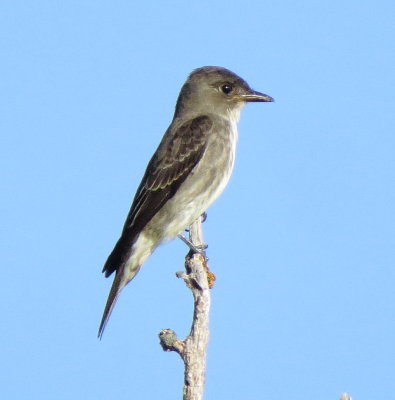 Olive-Sided Flycatcher