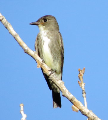 Olive-Sided Flycatcher
