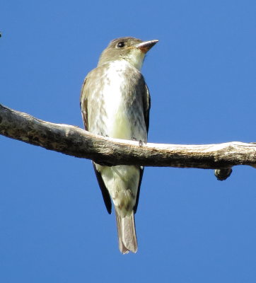 Olive-Sided Flycatcher