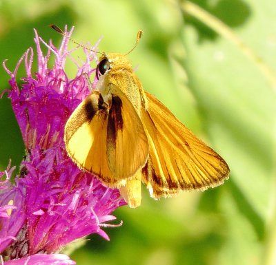 Delaware Skipper