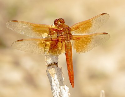 Flame Skimmer