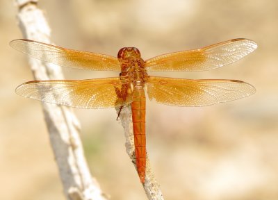 Flame Skimmer